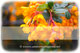 anniversaryquotes.net greeting wallpaper small