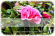 anniversaryquotes.net greeting wallpaper small