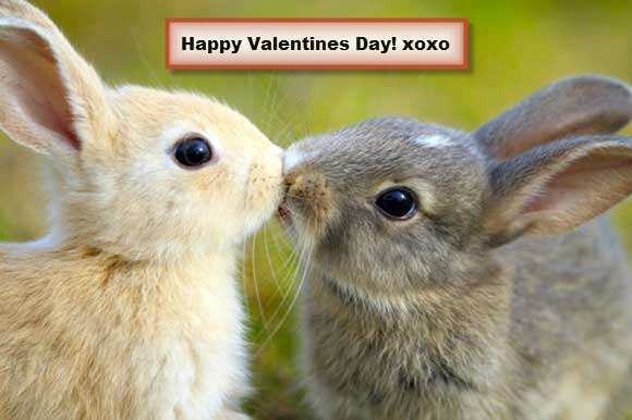 Happy Valentines Cute Rabbits