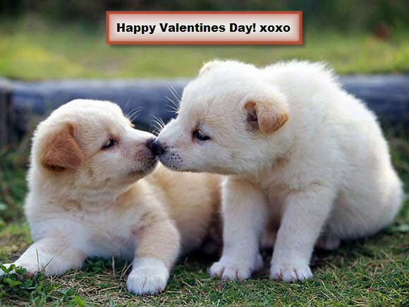 Happy Valentines Puppies Xoxo