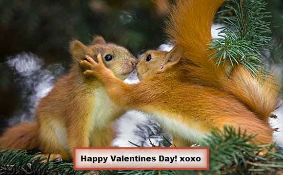 Kissing Squirrels Valentines