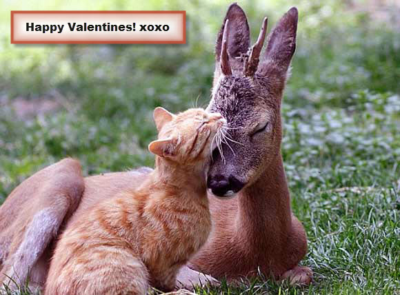 Animals Together for Valentines