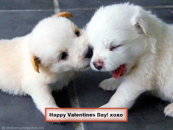 Sweet White Puppies Valentines Love