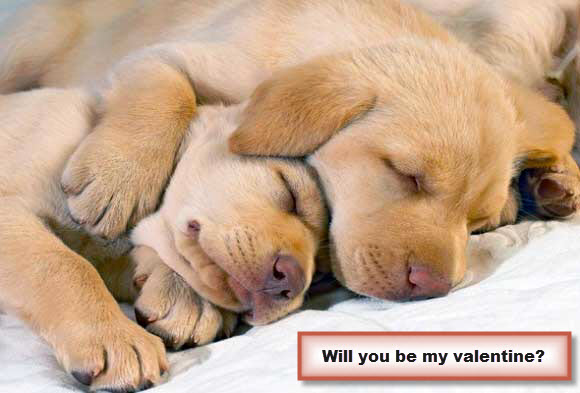 Will You Be My Valentine Puppies