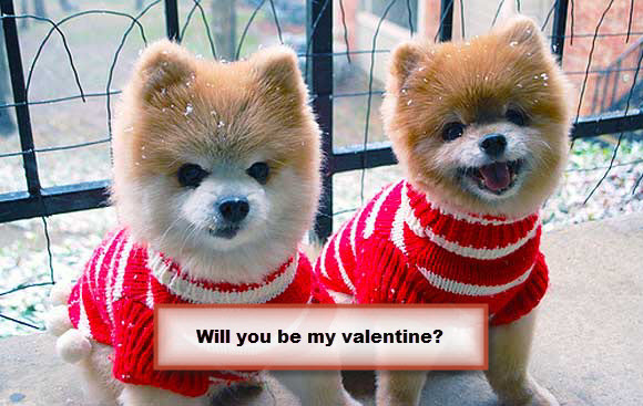 Will You Be My Valentine Sweet Puppies